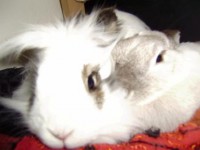 /album/fotogallerij/konijnen-koppelen-pim-en-laura-tegen-elkaar-jpg/